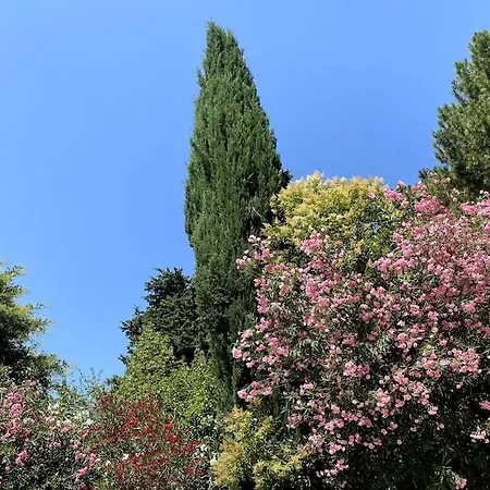 Madeleine Sous Son Platane Avignon